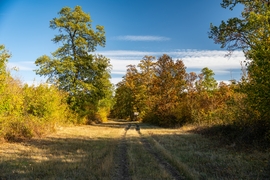 Őszi kép