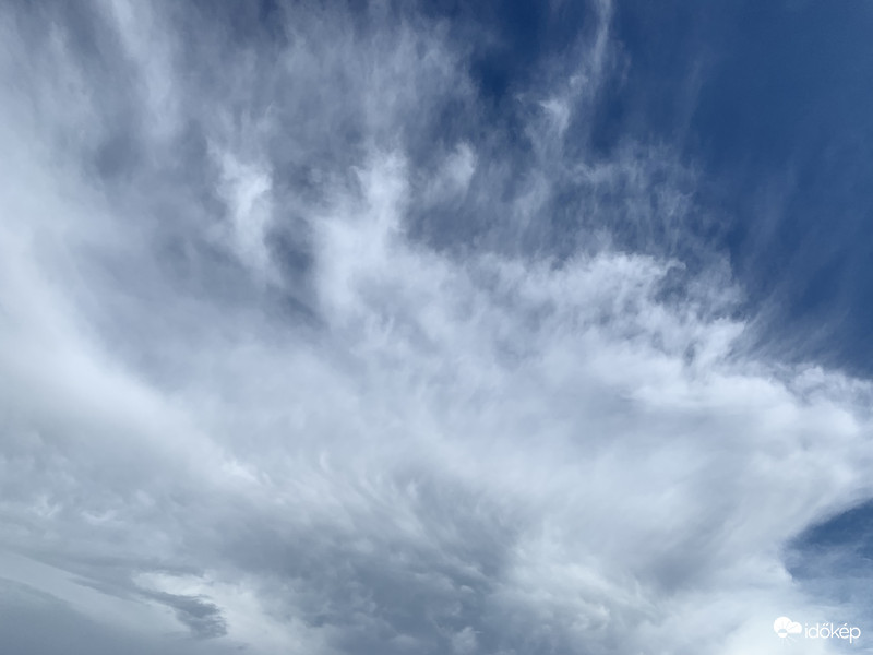 Távoli Cb. incus apró mammákkal