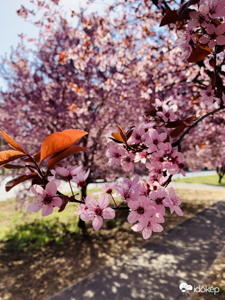 Rózsaszínbe öltözés