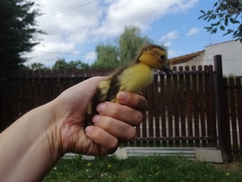 Ragály 