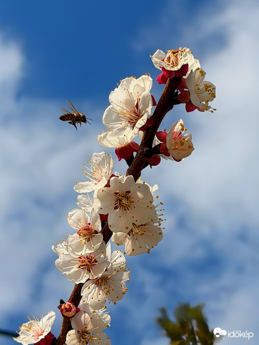 Varázslatos természet