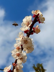 Varázslatos természet