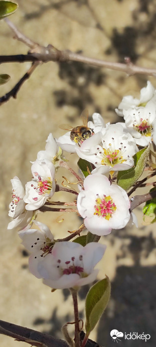 Tavaszi szorgoskodás