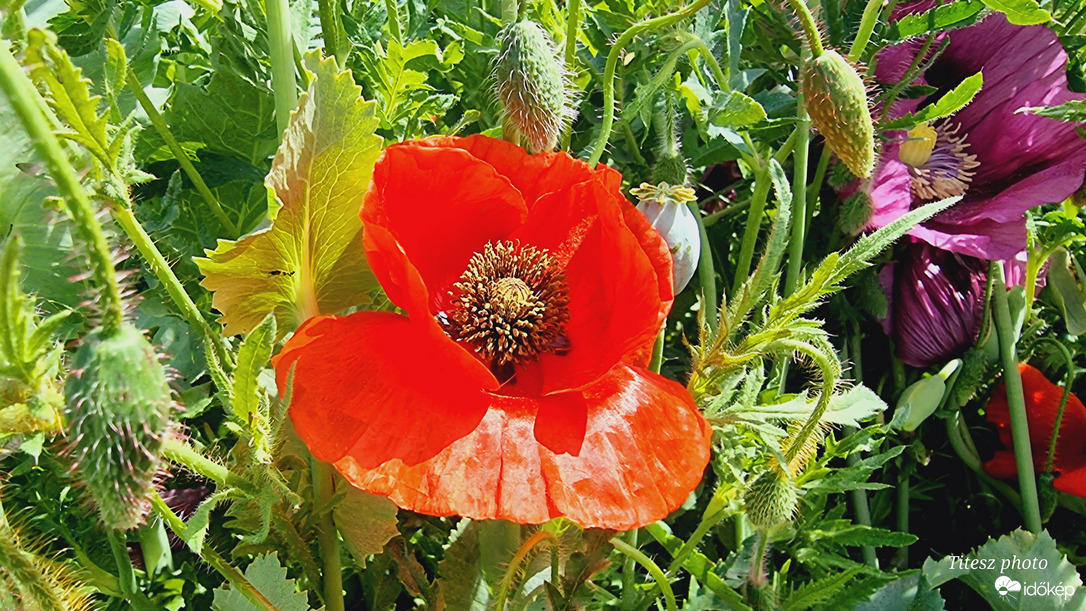 Pipacs a Mákvirág tengerbe