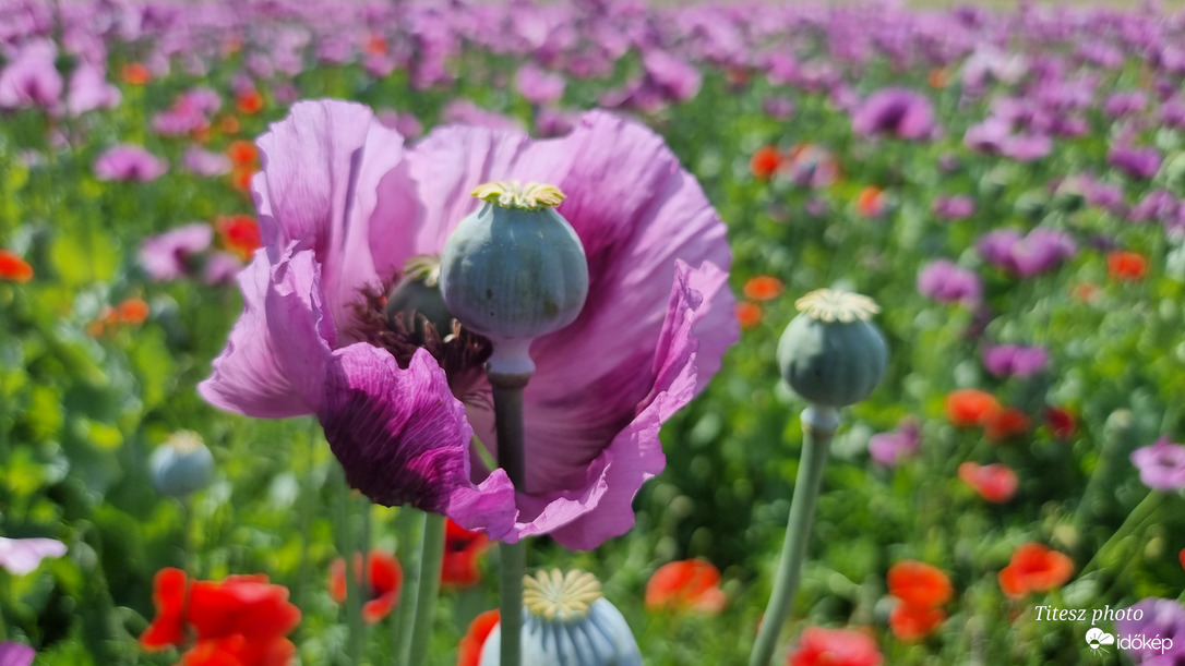 Mákvirág és a termés