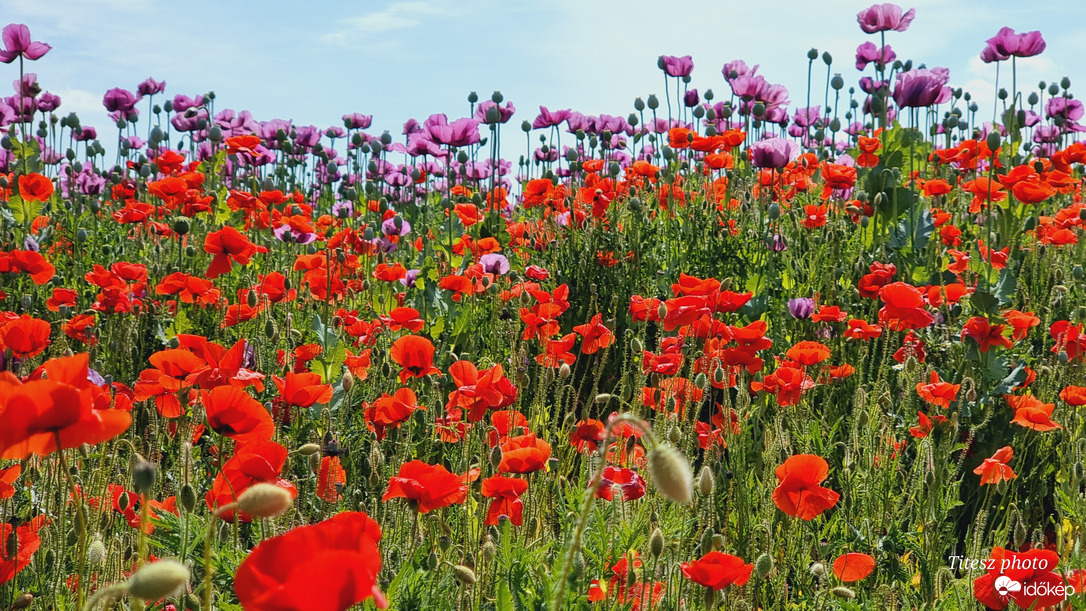 Mákvirág tenger pipacsokkal