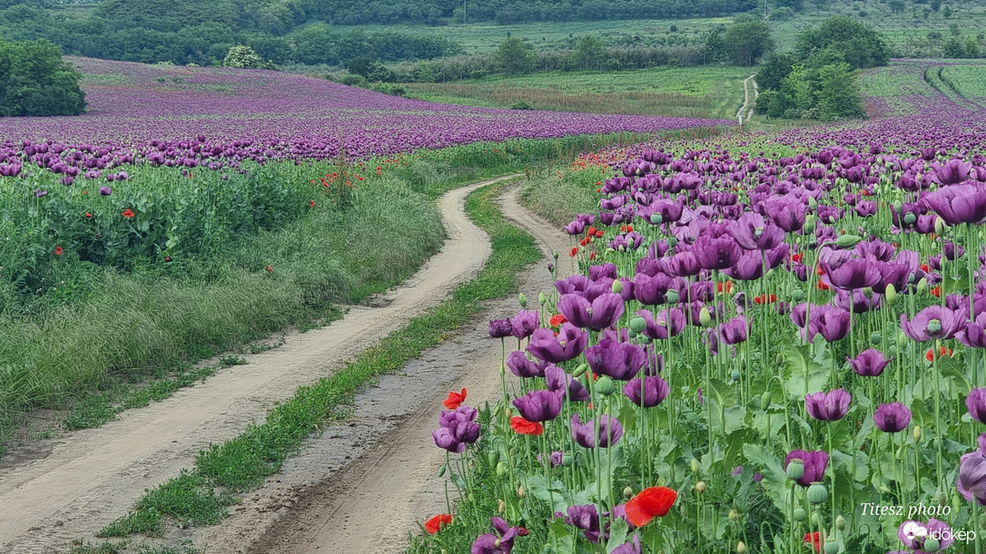 vác határa lilába borult