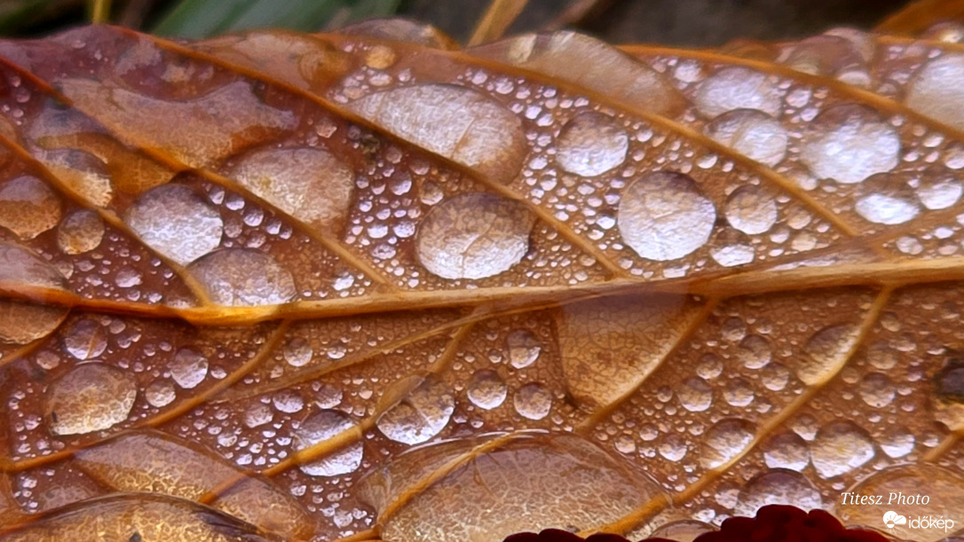 páracseppek