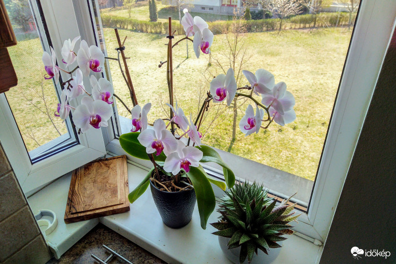 Orchidea + Aloe Vera