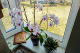 Orchidea + Aloe Vera