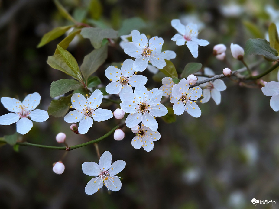 Borúsan, de szépen...