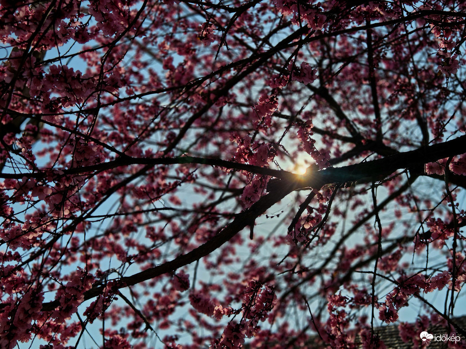 Tavasz :)