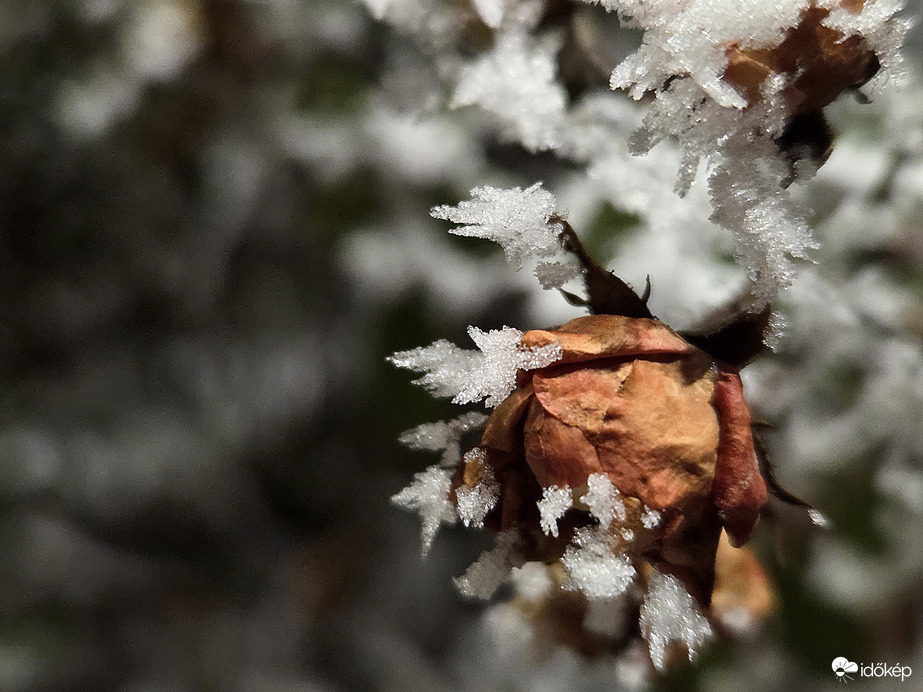 A rózsa téli tüskéi
