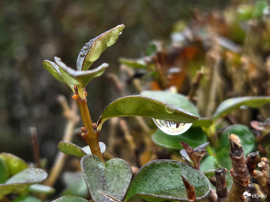 Csak egy esőcsepp