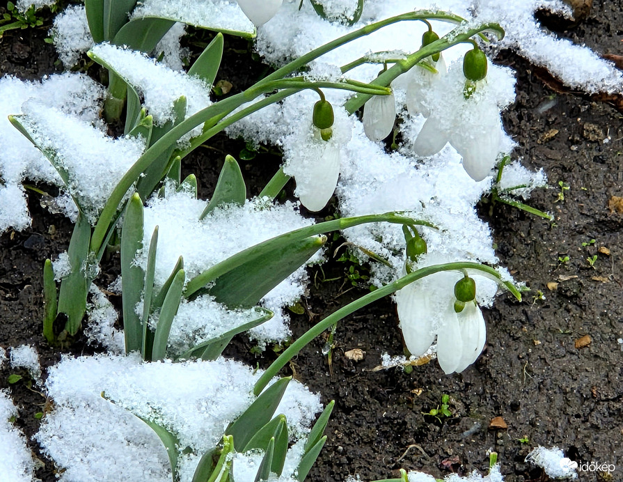 Félig kinyílva, havasan