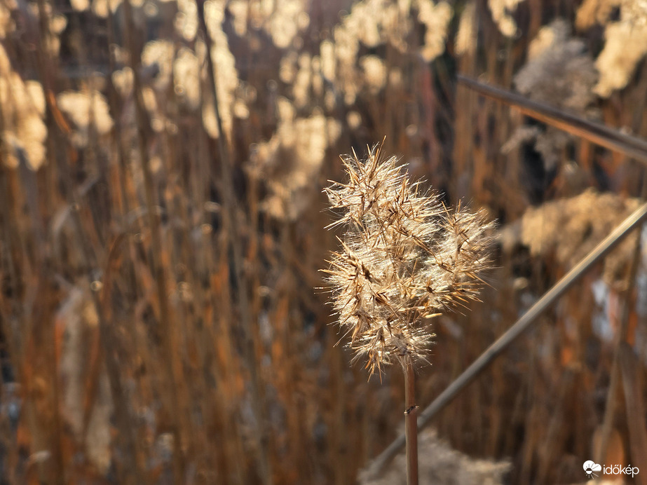 Aranyló napsütésben érkezett a tavasz