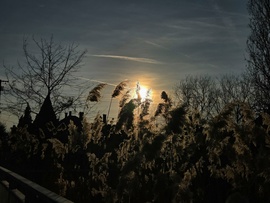 Tavaszi napsütésben