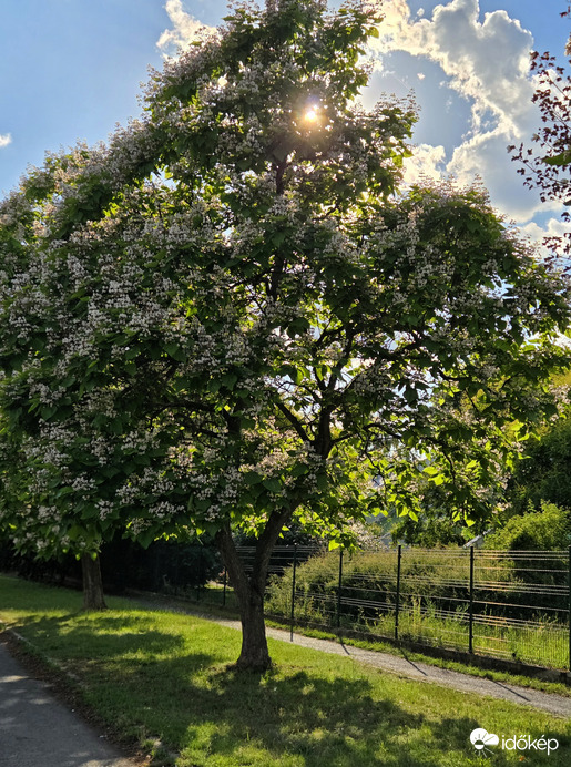 Napsütés, nyár, szivarfa