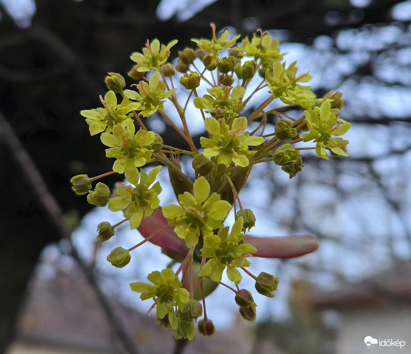 A juhar is próbálkozik