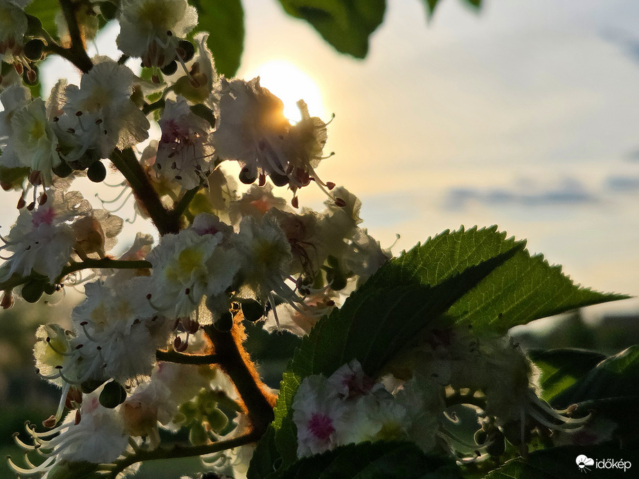 Geszetenyefa virága