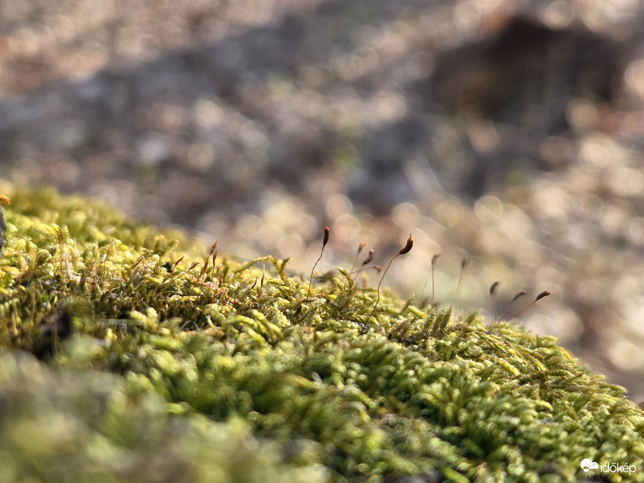 "Mohaszőnyeg" tavaszi napsütésben