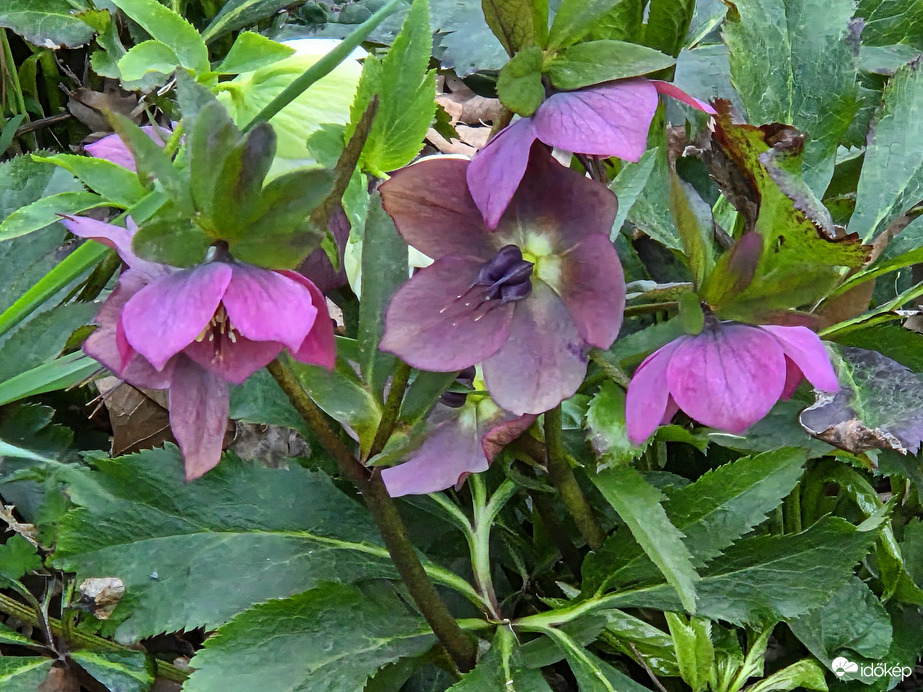 Bókolnak a borús időben :)