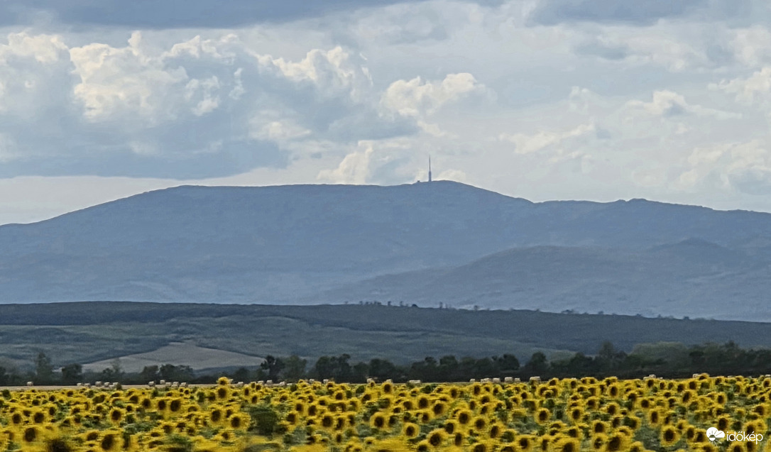 Kékes