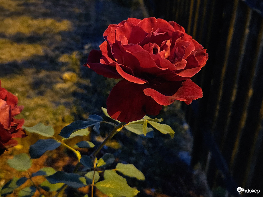 Rózsa