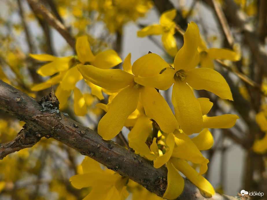 Tavaszi aranysárgában