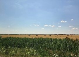 Alföldi nyár