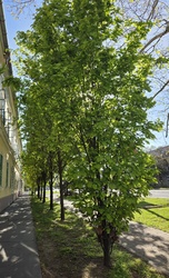 Tavaszi fasor