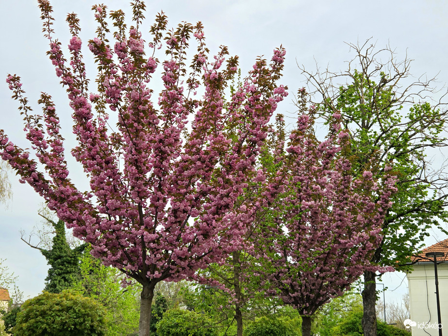 Délutáni borongós tavasz