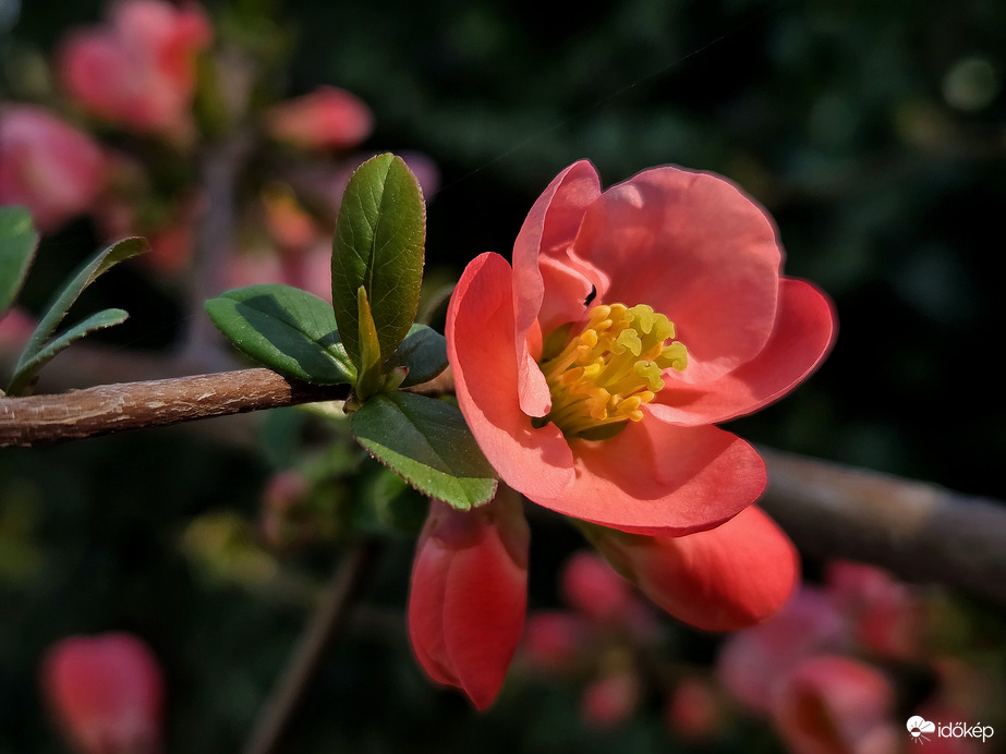 Japánbirs napfürdőben