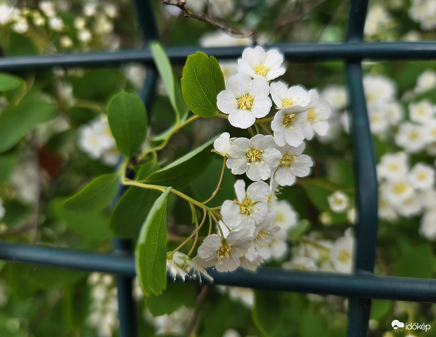 Átbújt a kerítésen