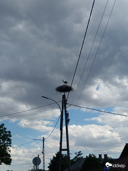 3 kisgólya Verpeléten