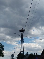 3 kisgólya Verpeléten