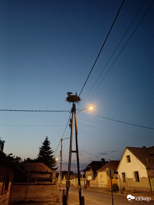 Gólyák esti fényben
