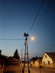Gólyák esti fényben