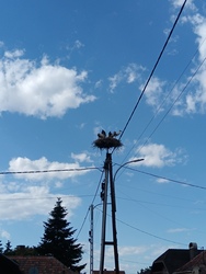 Gólyák Verpeléten
