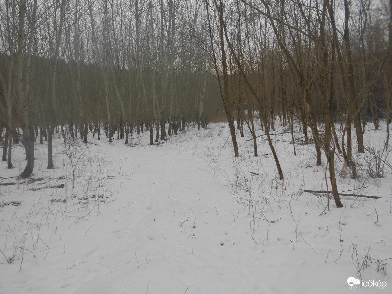 Havas erdő Verpelét határában