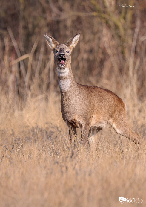 Hódmezővásárhely