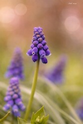 Hódmezővásárhely