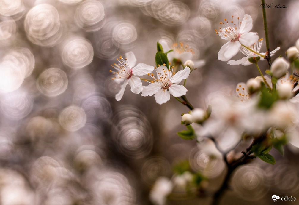 Hódmezővásárhely