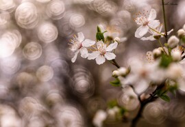 Hódmezővásárhely