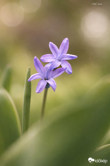 Hódmezővásárhely