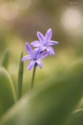 Hódmezővásárhely