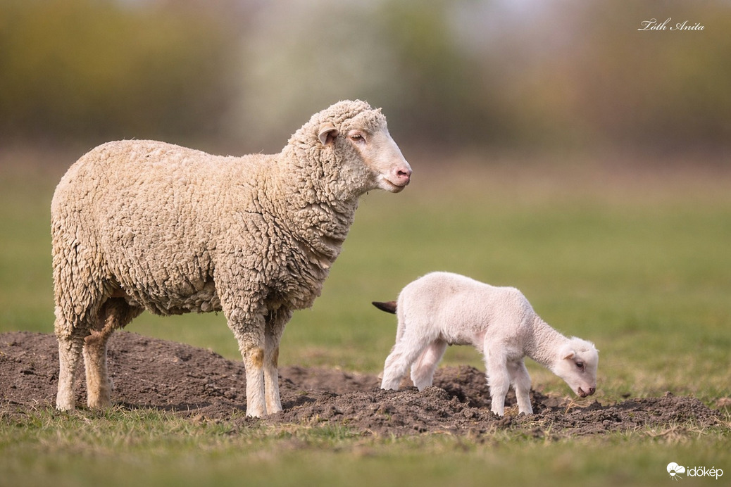 Hódmezővásárhely