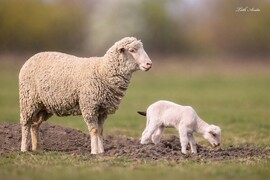 Hódmezővásárhely