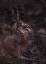 Hódmezővásárhely