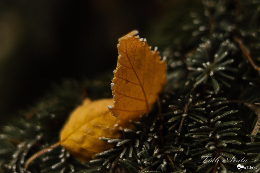 Hódmezővásárhely